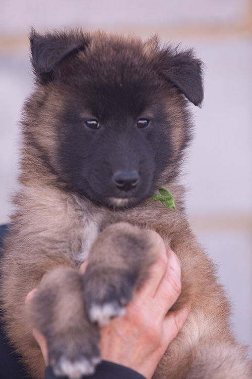 teefje groen teefje groen